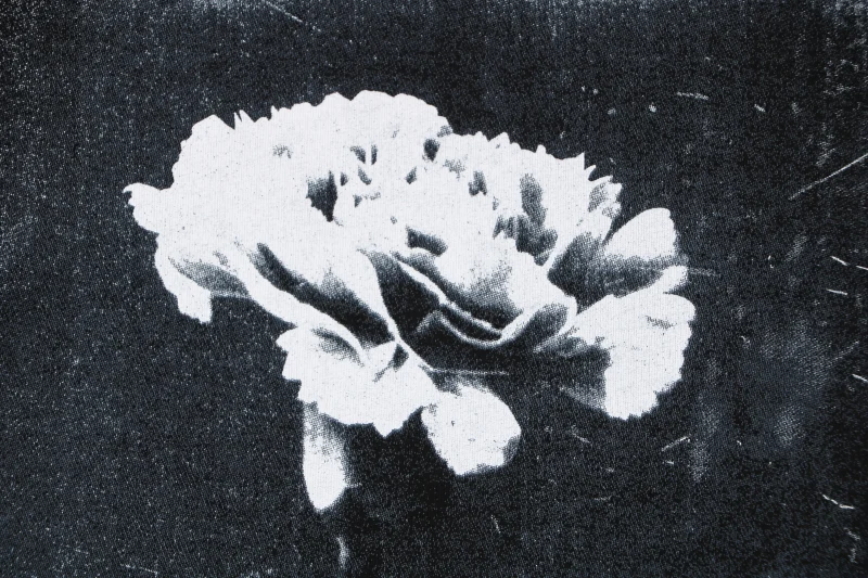 Close-up Faded Carnation